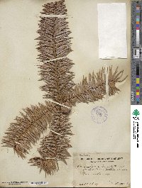 Cunninghamia lanceolata image