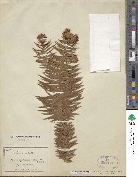 Cunninghamia lanceolata image