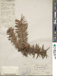 Cunninghamia lanceolata image