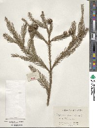 Cryptomeria japonica image