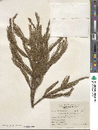 Cryptomeria japonica image