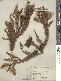 Cryptomeria japonica image