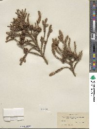 Cryptomeria japonica image