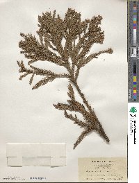 Cryptomeria japonica image