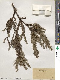 Cryptomeria japonica image