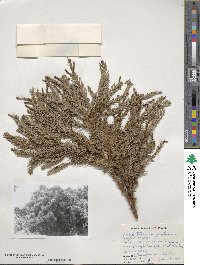 Cryptomeria japonica image