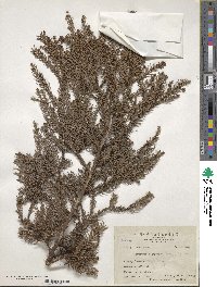 Cryptomeria japonica image