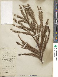 Cryptomeria japonica image