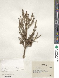 Cryptomeria japonica image