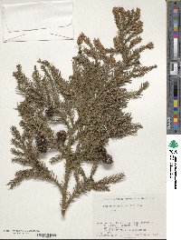 Cryptomeria japonica image