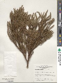 Cryptomeria japonica image