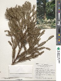 Cryptomeria japonica image