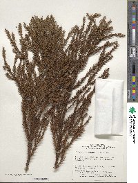 Cryptomeria japonica image