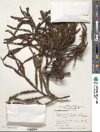 Cryptomeria japonica image