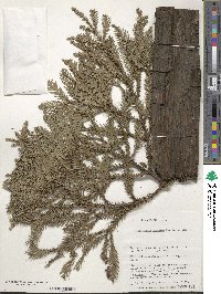 Cryptomeria japonica image