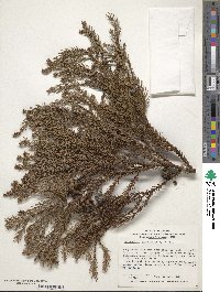 Cryptomeria japonica image