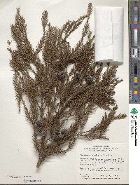 Cryptomeria japonica image