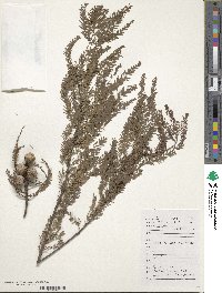 Taxodium distichum image