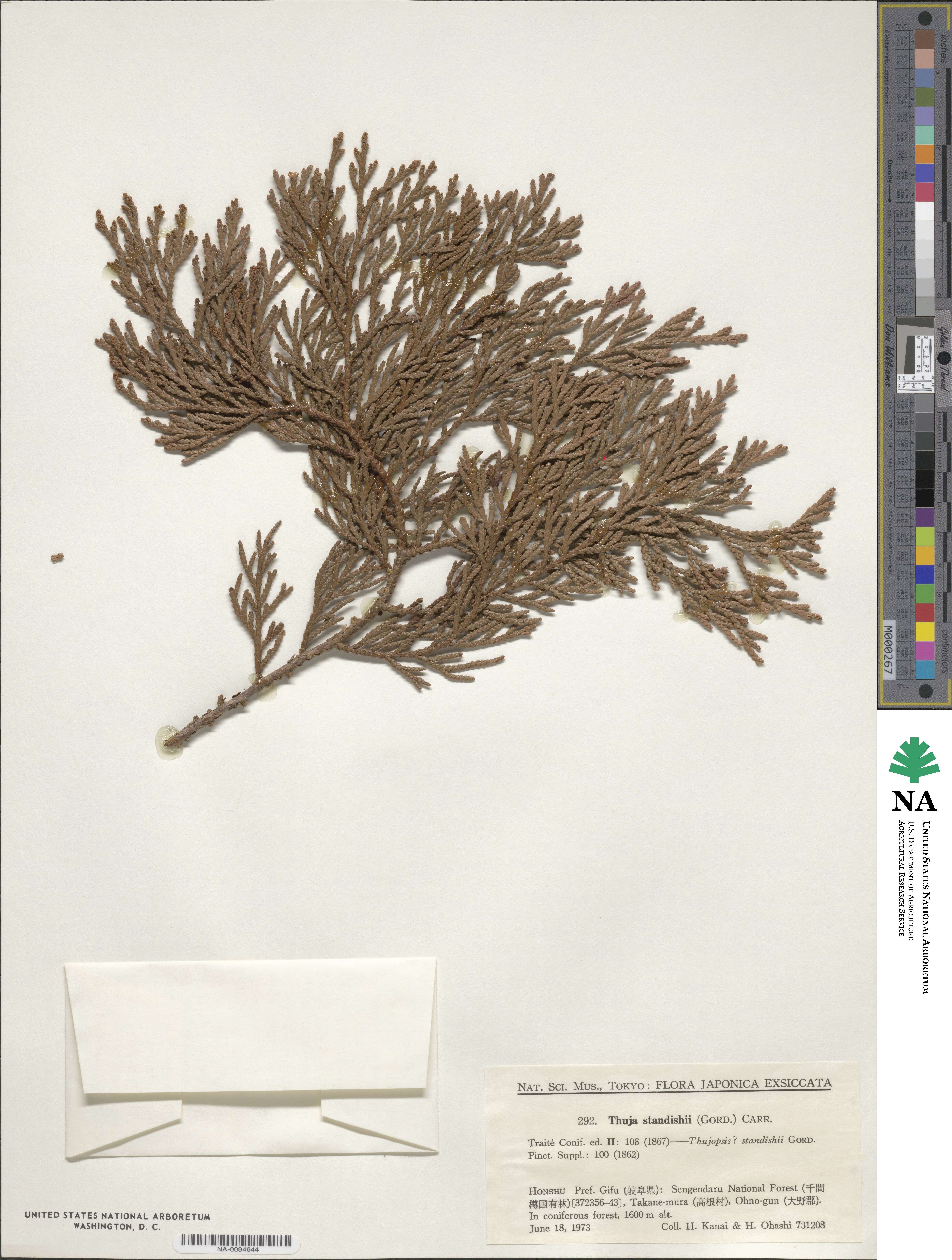 Thuja standishii image