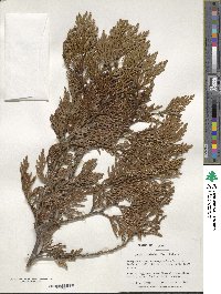 Thuja standishii image