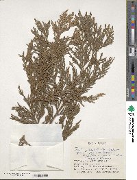 Thuja standishii image