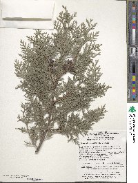 Platycladus orientalis image