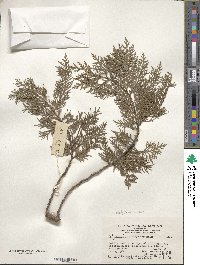 Platycladus orientalis image