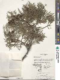 Platycladus orientalis image