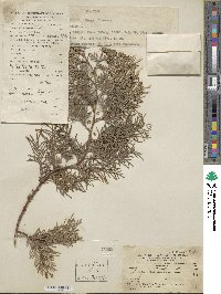 Platycladus orientalis image