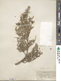 Platycladus orientalis image