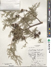 Platycladus orientalis image