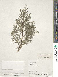 Cupressus lusitanica image