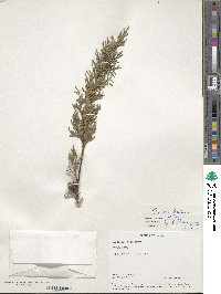 Cupressus lusitanica image