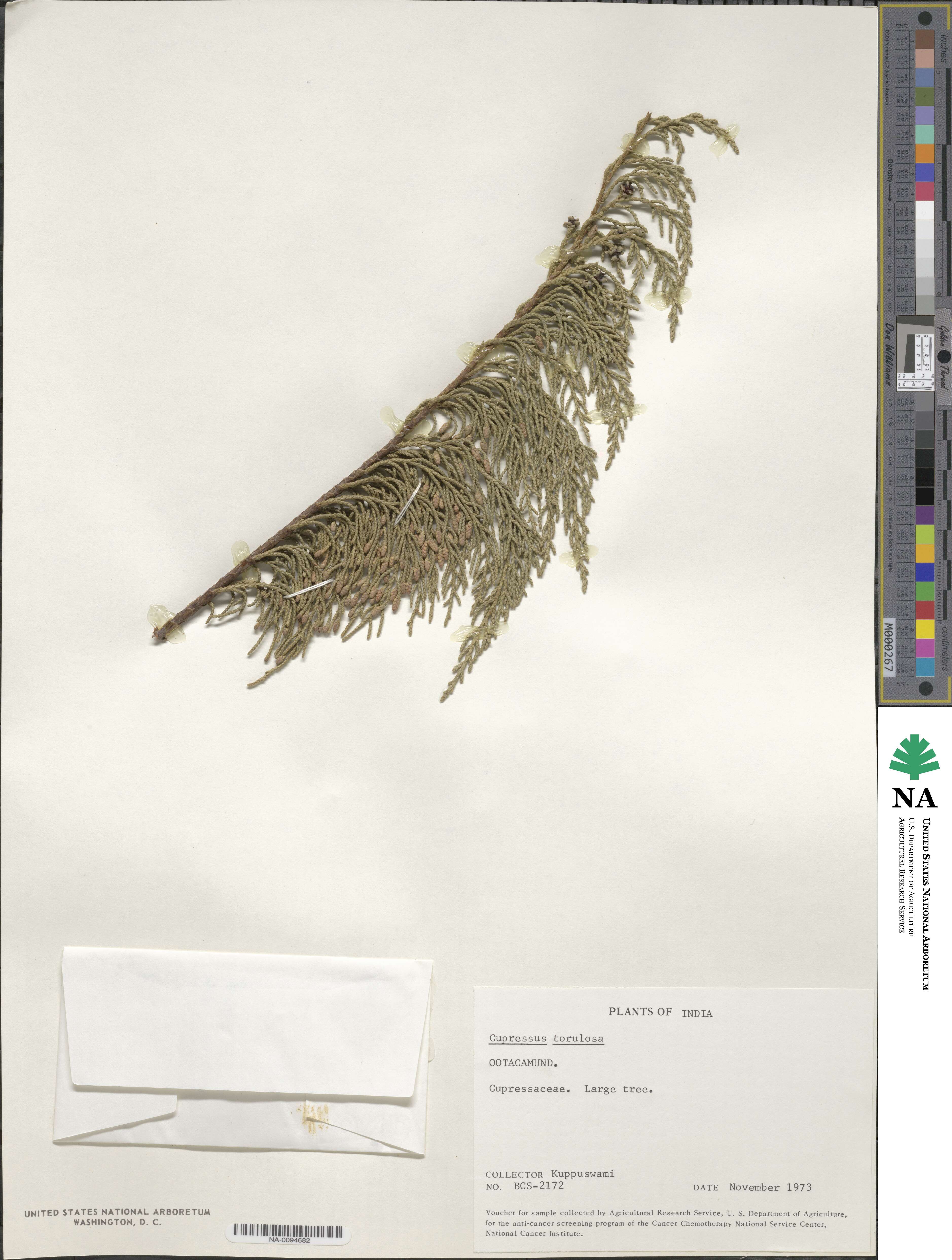 Cupressus duclouxiana image