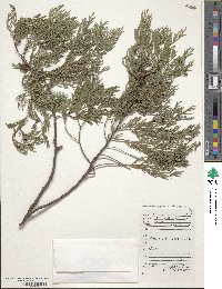 Cupressus funebris image