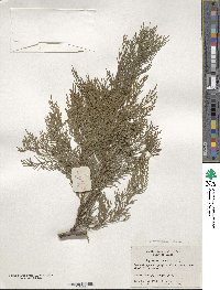 Cupressus funebris image