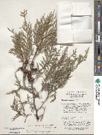 Cupressus funebris image