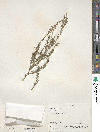 Cupressus funebris image