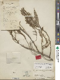 Cupressus funebris image