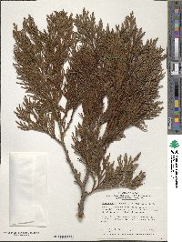 Chamaecyparis obtusa image