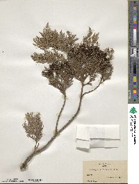 Chamaecyparis pisifera image