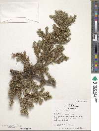 Juniperus chinensis image