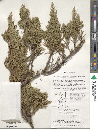 Juniperus procumbens image