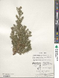 Juniperus procumbens image