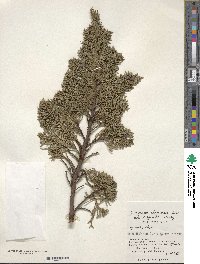 Juniperus chinensis var. sargentii image