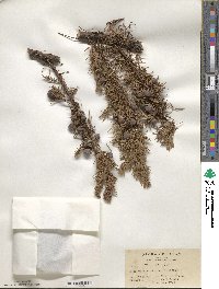 Juniperus rigida image