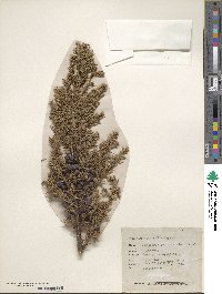 Juniperus communis image