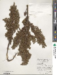 Juniperus communis image