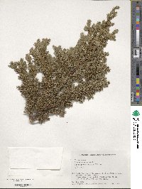 Juniperus communis var. nipponica image