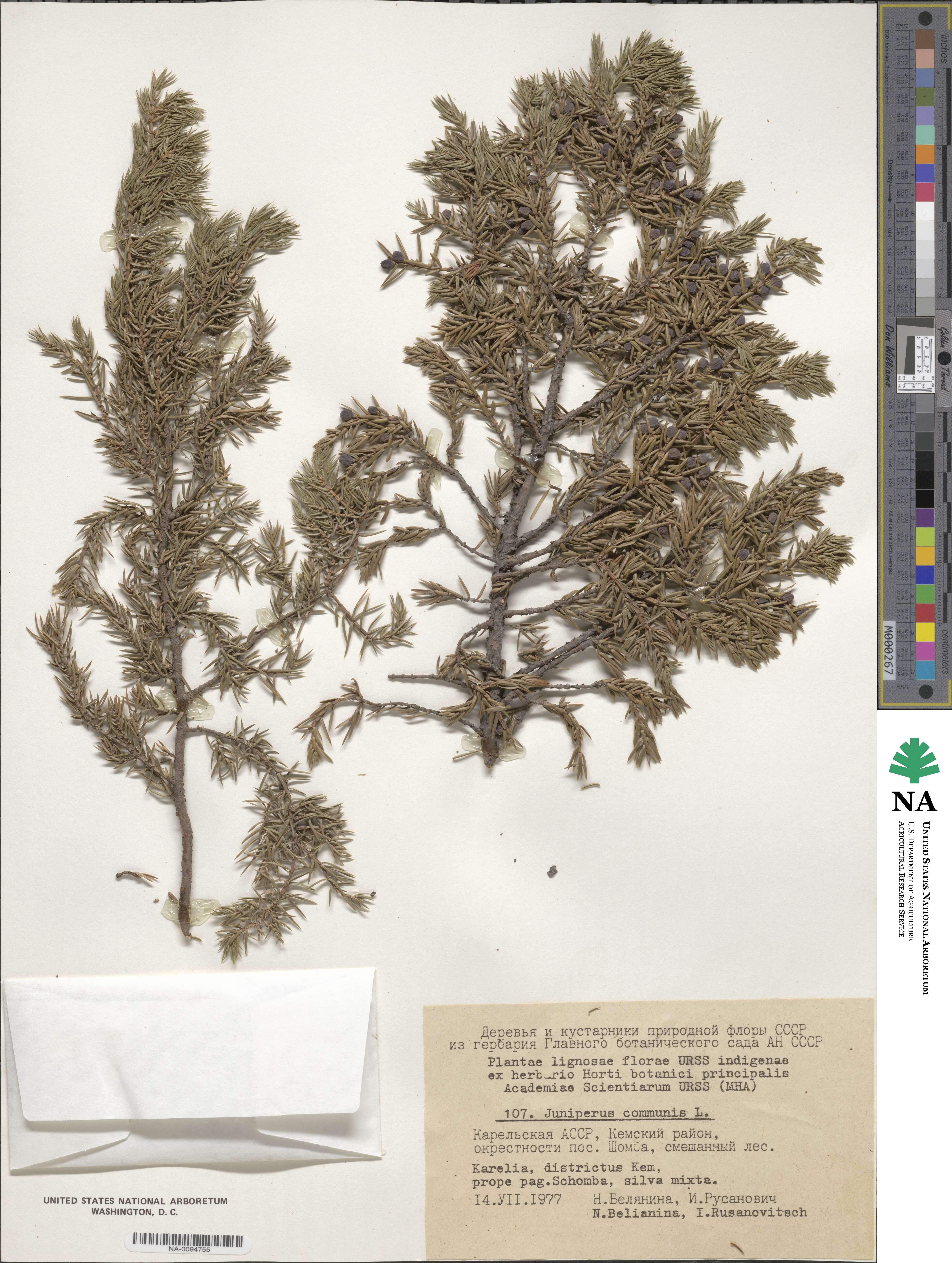 Juniperus communis var. nipponica image